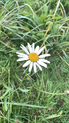Leucanthemum