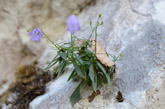 Campanula cespitosa