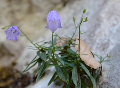 Campanula cespitosa