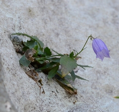 Campanula cespitosa