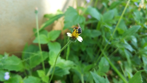 Red Dwarf Honey Bee photo 3