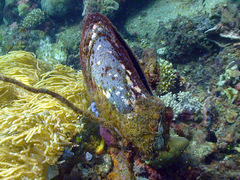 Pteriidae