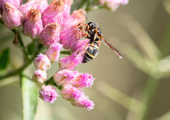 Stenodynerus propinquus