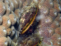 Septifer bilocularis