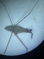Limnogonus fossarum