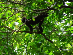 Alouatta pigra