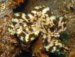 Tridacna squamosa