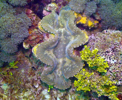 Tridacna squamosa