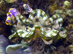 Tridacna squamosa