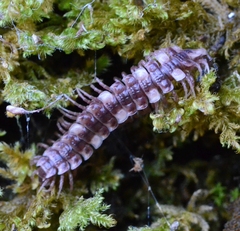 Polydesmus complanatus