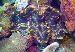 Tridacna squamosa