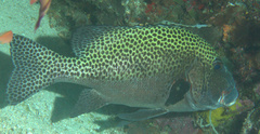 Plectorhinchus chaetodonoides