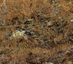 Emberiza cioides