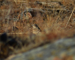 Emberiza cioides
