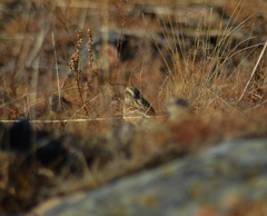 Emberiza cioides