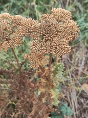 Achillea filipendulina