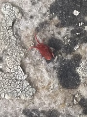 Trombidioidea