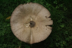 Agaricus