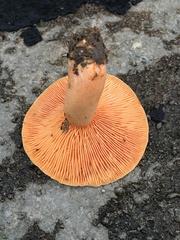 Lactarius deterrimus