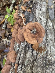 Fuscoporia gilva