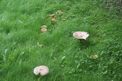 Agaricus