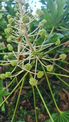 Fatsia japonica