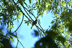 Luscinia megarhynchos
