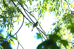 Luscinia megarhynchos