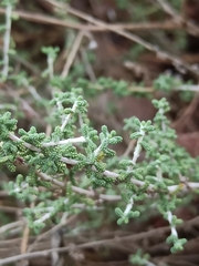Santolina chamaecyparissus