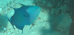 Odonus niger