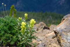 Castilleja elmeri