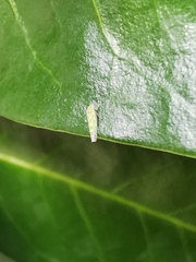 Eupteryx decemnotata