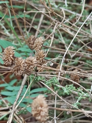 Santolina chamaecyparissus