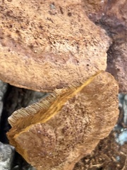 Fuscoporia gilva