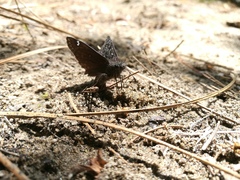 Erynnis propertius