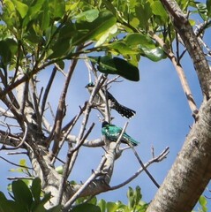 Chrysococcyx caprius