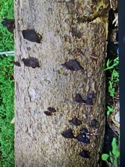 Hymenochaete rubiginosa