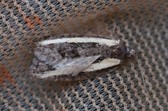 Acleris gloveranus