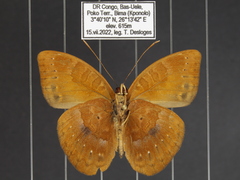 Euriphene incerta incerta