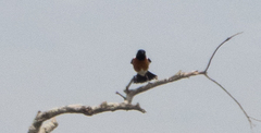 Saxicola torquatus