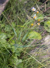 Afroaster serrulatus