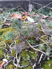 Petrosedum