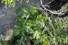 Lichtensteinia interrupta