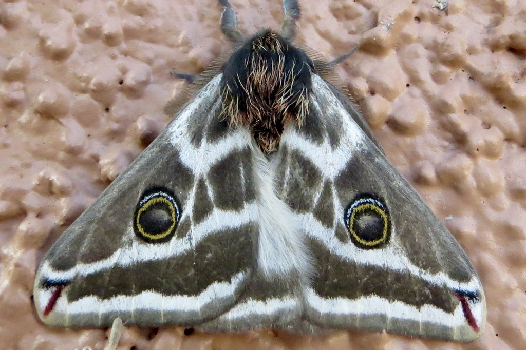 Condalia Silk Moth