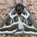Condalia Silk Moth - Photo (c) Bill Lisowsky, some rights reserved (CC BY-NC), uploaded by Bill Lisowsky