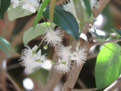 Eugenia pyriformis