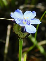 Aristea africana