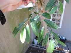 Eugenia pyriformis