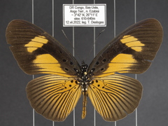 Pseudacraea eurytus eurytus