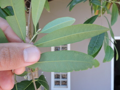 Eugenia pyriformis